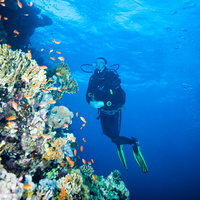 Michal exploring the reef