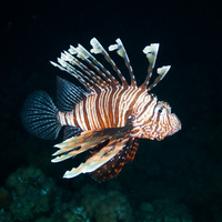Night dive Lionfish