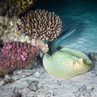 Bluespotted Stingray on night dive