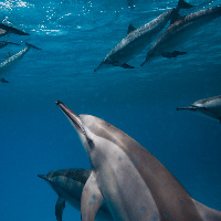 Dolphins