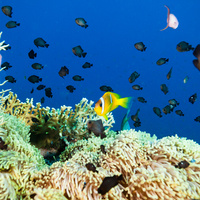 Yellowaxil puller (Chromis flavaxilla) & Anemone fish