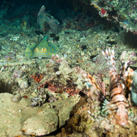 Flathead scorpionfish, Stingray and Lionfish on Thistlegorm wreck