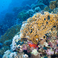 Ras Mohammed Corals