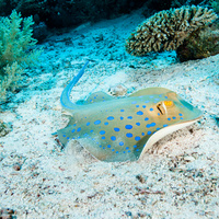 Bluespotted Stingray