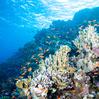 Ras Mohammed Reef Colours