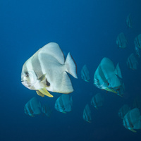 Circular batfish (Platax orbicularis)