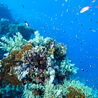 Ras Mohammed Reef Colours