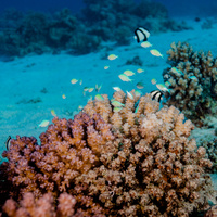 Bluegreen puller (Chromis viridis)