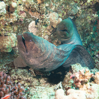 Giant Morays