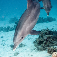 Dolphins