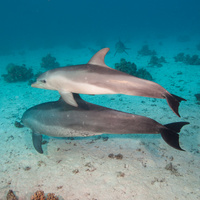 Dolphins