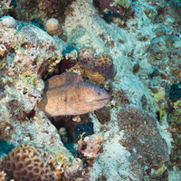 Yellow-edged moray (Gymnothorax flavimarginatus)