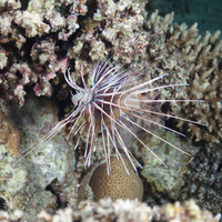 Clearfin lionfish (Pterois radiata)