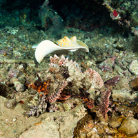 Scorpionfish & Stingray on Thistle wreck