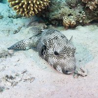 Giant puffer (Arothron stellatus)