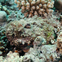 Stonefish (Synanceia verrucosa)