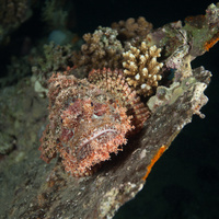 Flathead scorpionfish (Scorpaenopsis oxycephala) on wreck