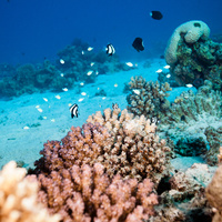 Bluegreen puller (Chromis viridis) and others