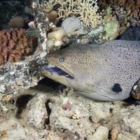 Giant Moray