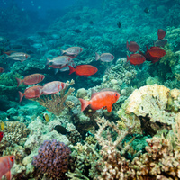 Common bigeye (Priacanthus hamrur) school