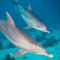 Dolphins