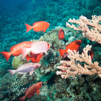 Common bigeye (Priacanthus hamrur) school