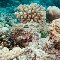 Stonefish (Synanceia verrucosa)