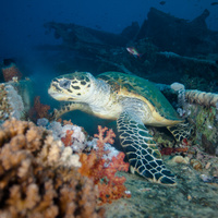 Hawksbill sea turtle  on SS Thistlegorm