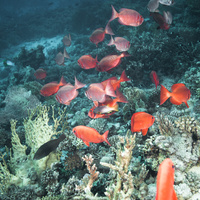 Common bigeye (Priacanthus hamrur) school