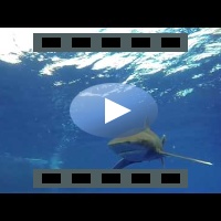 2 Oceanic White tip Sharks