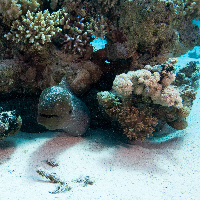 Giant Moray (Gymnothorax javanicus) in the night