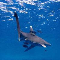 Oceanic white tip shark (Carcharhinus longimanus)