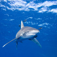 Oceanic white tip shark (Carcharhinus longimanus)