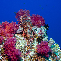 Flathead scorpionfish (Scorpaenopsis oxycephala) on Aida wreck