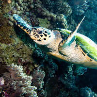 Hawksbill sea turtle (Eretmochelys imbricata)