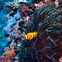 Anemone, Red Sea anemonefish (Amphiprion bicinctus) & Three-spot damsel (Dascyllus trimaculatus)