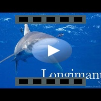 Longimanus GoPro session