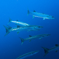 Barracudas