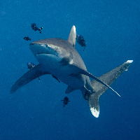 Oceanic white tip shark (Carcharhinus longimanus)