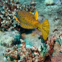 Yellow boxfish (Ostracion cubicus)