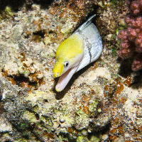 Giant Moray (Gymnothorax javanicus) in the night