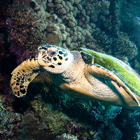 Hawksbill sea turtle (Eretmochelys imbricata)