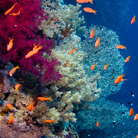 Coral garden with Jewel fairy basslet (Pseudanthias squamipinnis)