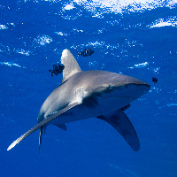 Oceanic white tip shark (Carcharhinus longimanus)