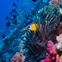 Anemone life on Aida wreck