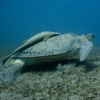 Green Turtle (Chelonia mydas) & Sharksucker (Echeneis naucrates)