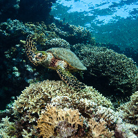 Hawksbill sea turtle (Eretmochelys imbricata)