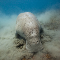 Dugong (Dugong dugon)