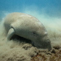 Dugong (Dugong dugon)