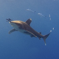 Oceanic white tip shark (Carcharhinus longimanus)